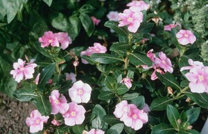 view Catharanthus roseus (Madagascar periwinkle)