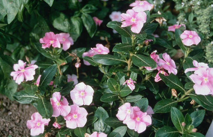 Catharanthus roseus (Madagascar periwinkle)