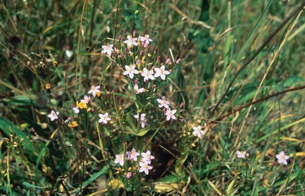 Centurium erythrae (centaury) (feverwort)