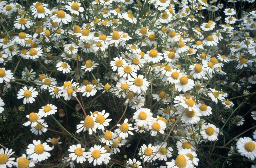Chamaemelum nobile (Roman or common camomile)