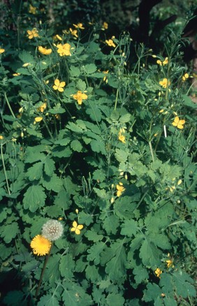 Chelidonium majus (Greater celandine)