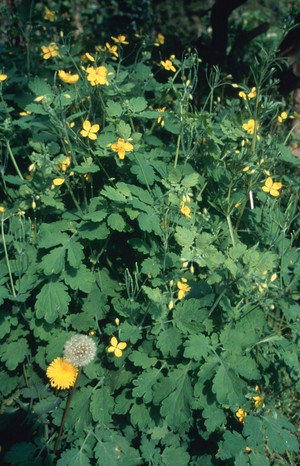 view Chelidonium majus (Greater celandine)