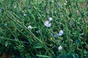 view Chicorium intybus (Chicory or Wild Succory)