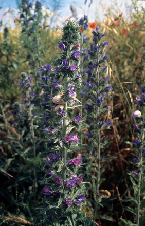 Echium vulgare (Viper's bugloss)