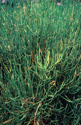 EPHEDRA DISTACHYA (EPHEDRA)