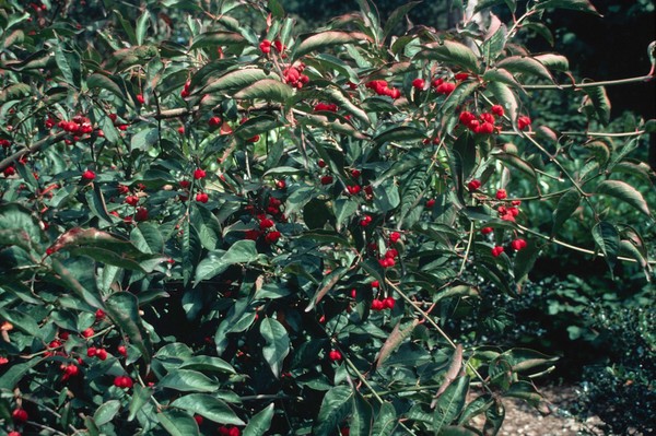 EUONYMUS ATROPURPUREAS (WAHOO)