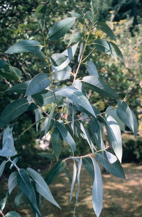 Eucalyptus sp. (Eucalyptus)