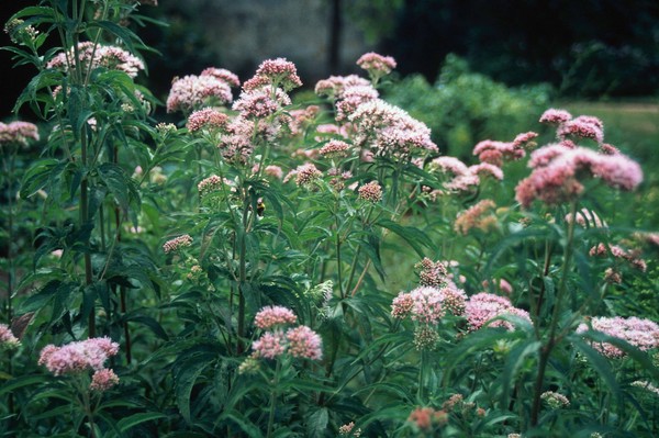 Eupatorium cannabinum (Hemp agrimony)