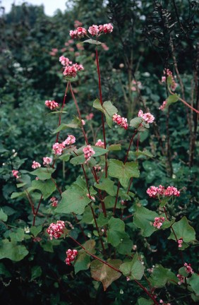 FAGOPYRON ESCULENTUM (BUCKWHEAT)