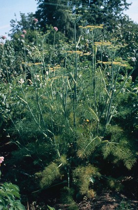 Foeniculum vulgare (Fennel)