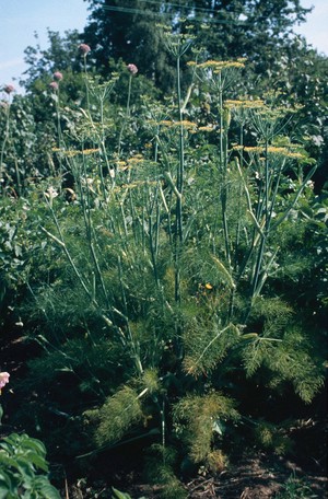 view Foeniculum vulgare (Fennel)