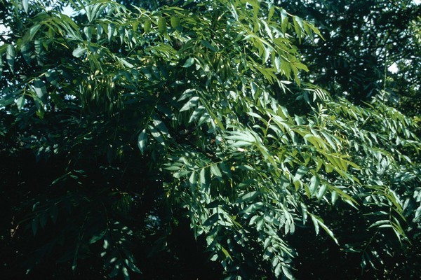 Fraxinus excelsior (Ash)