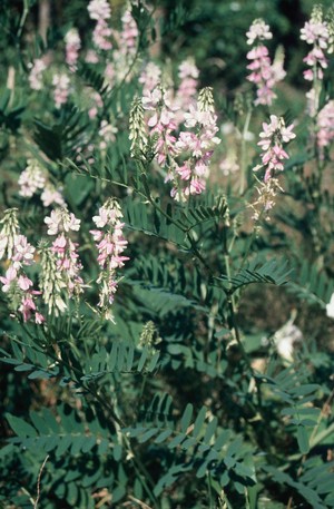 view GALEGA OFFICINALIS (GOAT'S RUE)