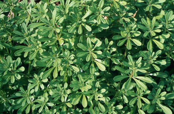 Galium aparine (Cleavers or Goosegrass)