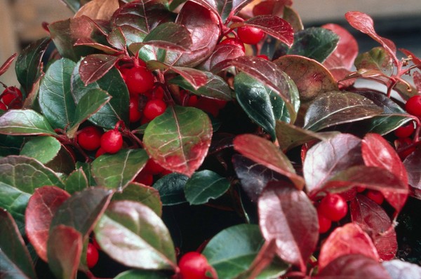 GAULTHERIA PROCUMBENS (WINTERGREEN)