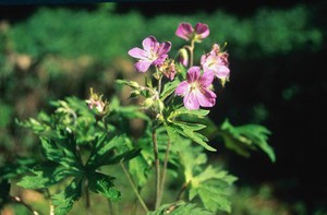 view Geranium maculatum (American cranesbill)