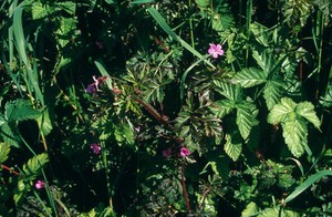 view Geranium robertianum (Herb robert)