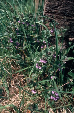Glechoma hederacea (Ground ivy)