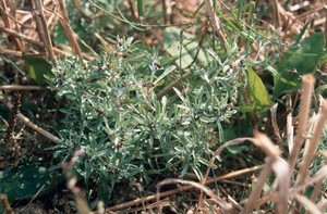 view GNAPHALIUM ULIGINOSUM (MARSH CUDWEED)