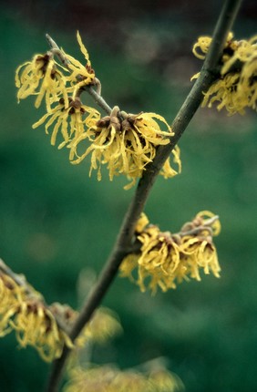 Hamamelis virginiana (Witch hazel)