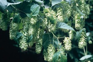 view Humulus lupulus (Hop)