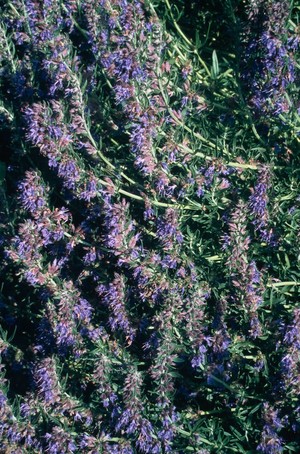 view Hyssopus officinalis (Hyssop)