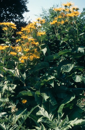 view Inula helenium (Elecampane)