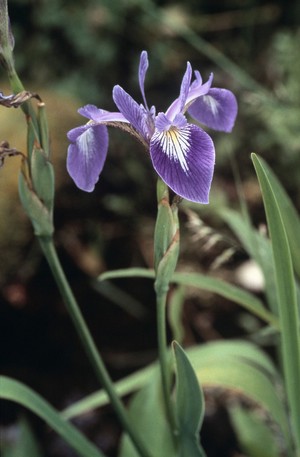 view Iris versicolor (Purple flag)