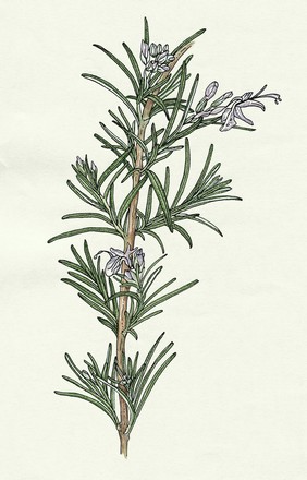 Branch of rosemary plant