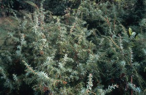 view Juniperus communis (Juniper)