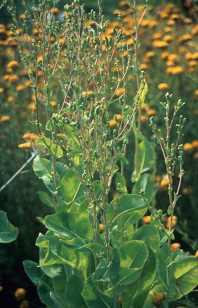 Lactuca sativa (Garden lettuce)