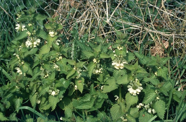 Laminum album (white deadnettle)