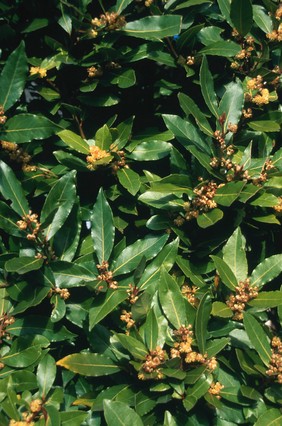 Laurus nobilis (Bay laurel)