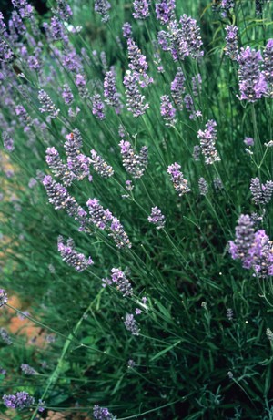 view Lavandula augustifolia (Lavender)