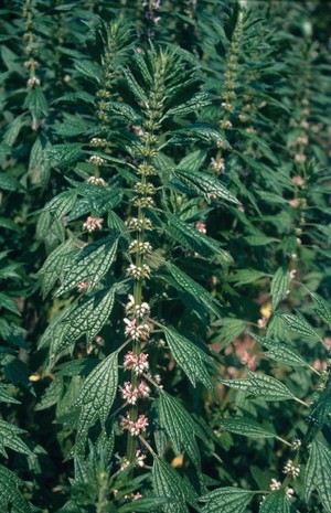 view Leonurus cardiaca (Motherwort)