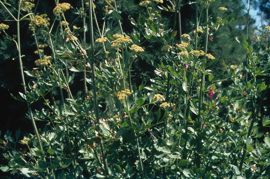 Levisticum officinale or Ligusticum sp (Lovage)