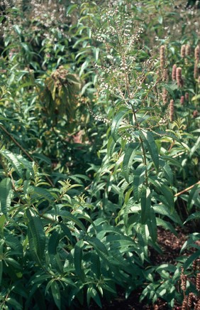 Lippia citriodora (Lemon verbena)