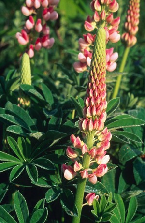 view Lupinus