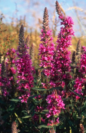 view Lythrum salicaria (Purple loosestrife)