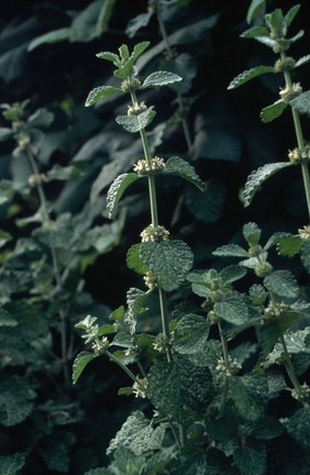 Marrubium vulgare (White horehound)