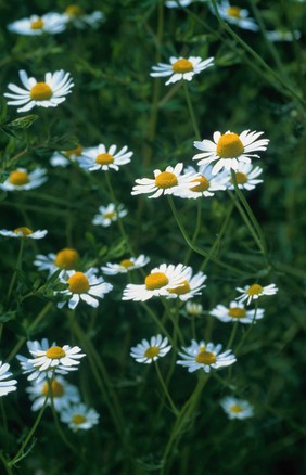 Matricaria recutita (Wild chamomile)