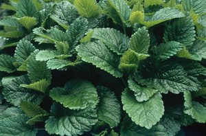 view Melissa officinalis (Lemon balm)