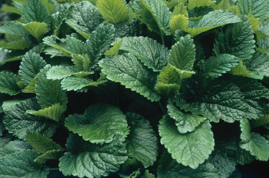 Melissa officinalis (Lemon balm)