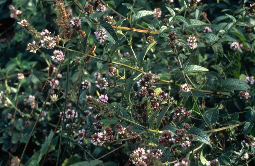 Mentha x piperita nigra (Black peppermint)