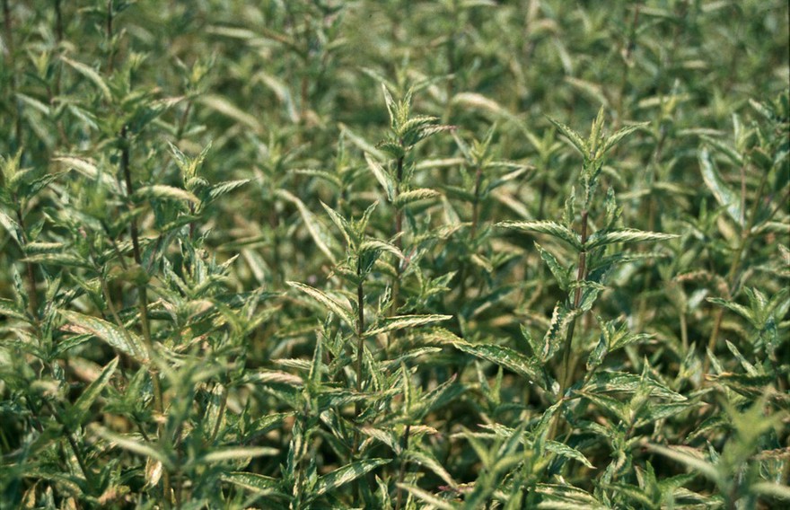 Mentha spicata (Spearmint)
