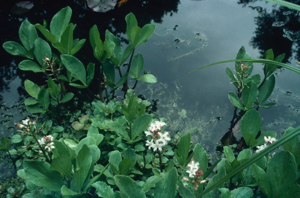 Menyanthes trifoliata (Bogbean)