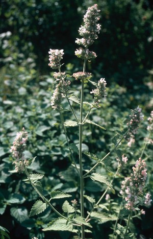 view Nepeta cataria (Catnip)