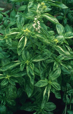 view Ocimum basilicum (Basil) (Variety "Crispum")