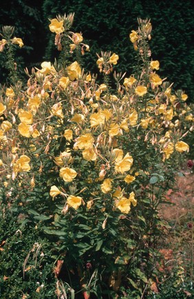 Oenothera biennis (Evening primrose)