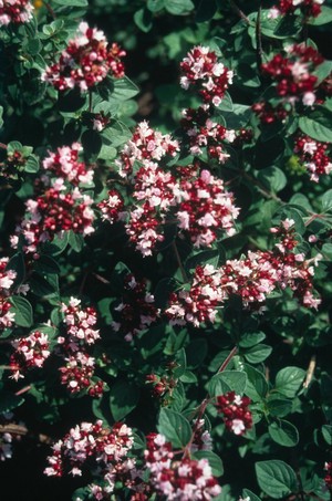 view Origanum vulgare (Oregano or Marjorum)